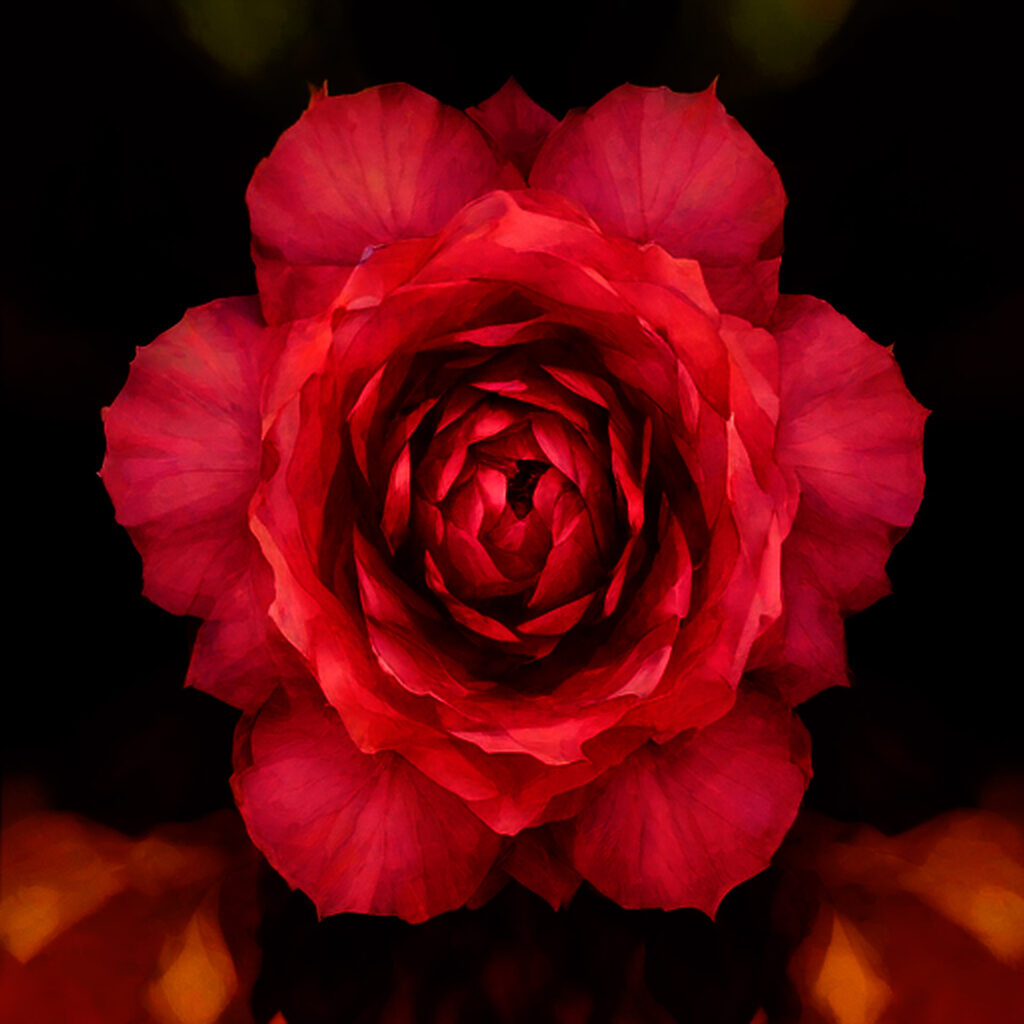 ranunculus