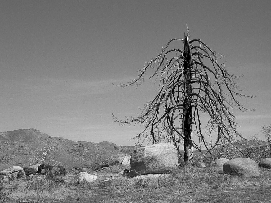 Burned Tree