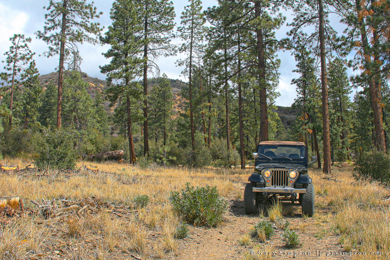 Jeep in the Woods