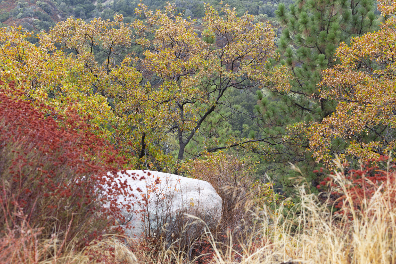 Fall in Our Mountains