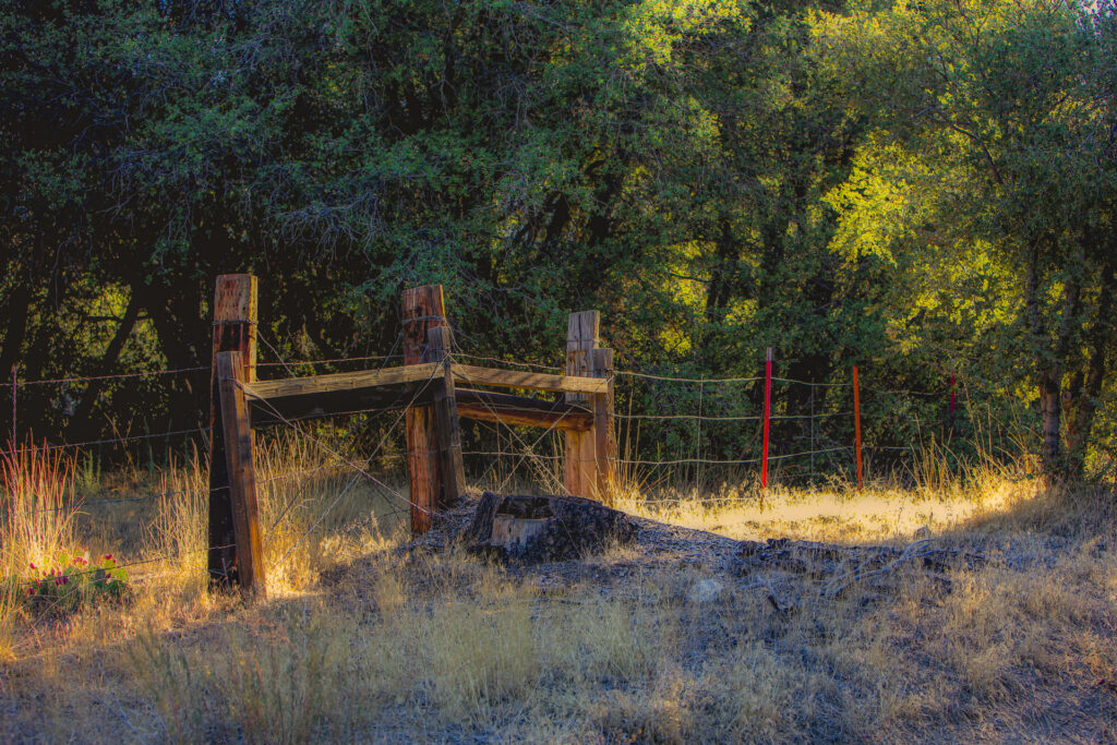 Morning Along the Fence Line