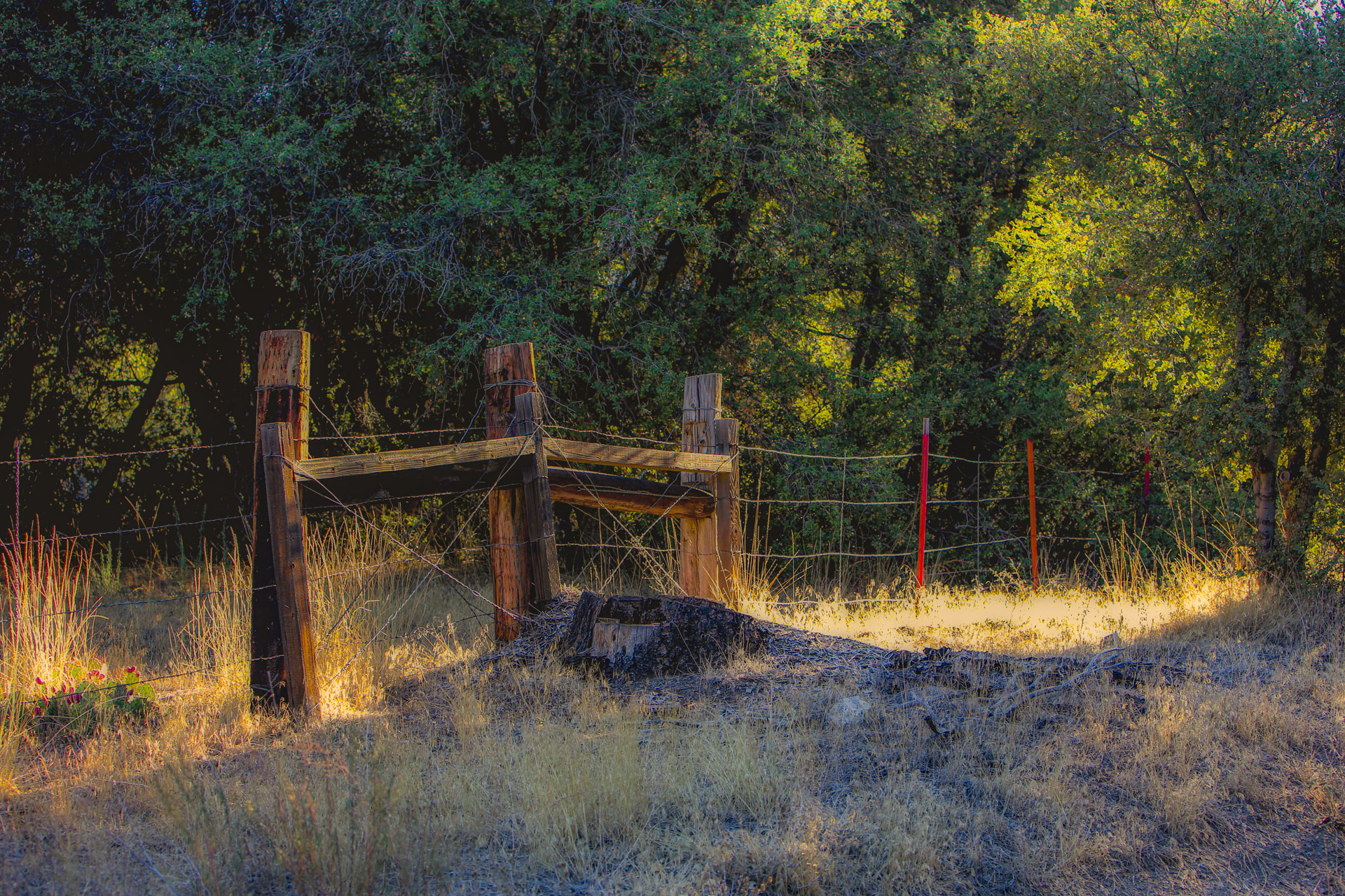 Morning Along the Fence Line