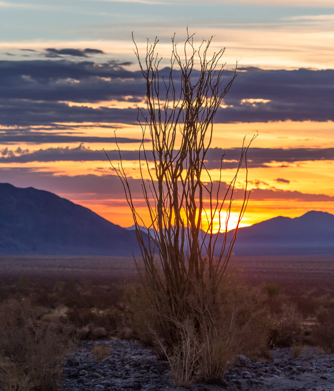 Ocotillo Sunrise