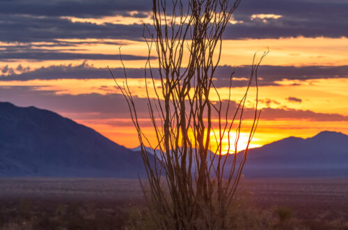 Ocotillo Sunrise