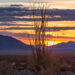 Ocotillo Sunrise