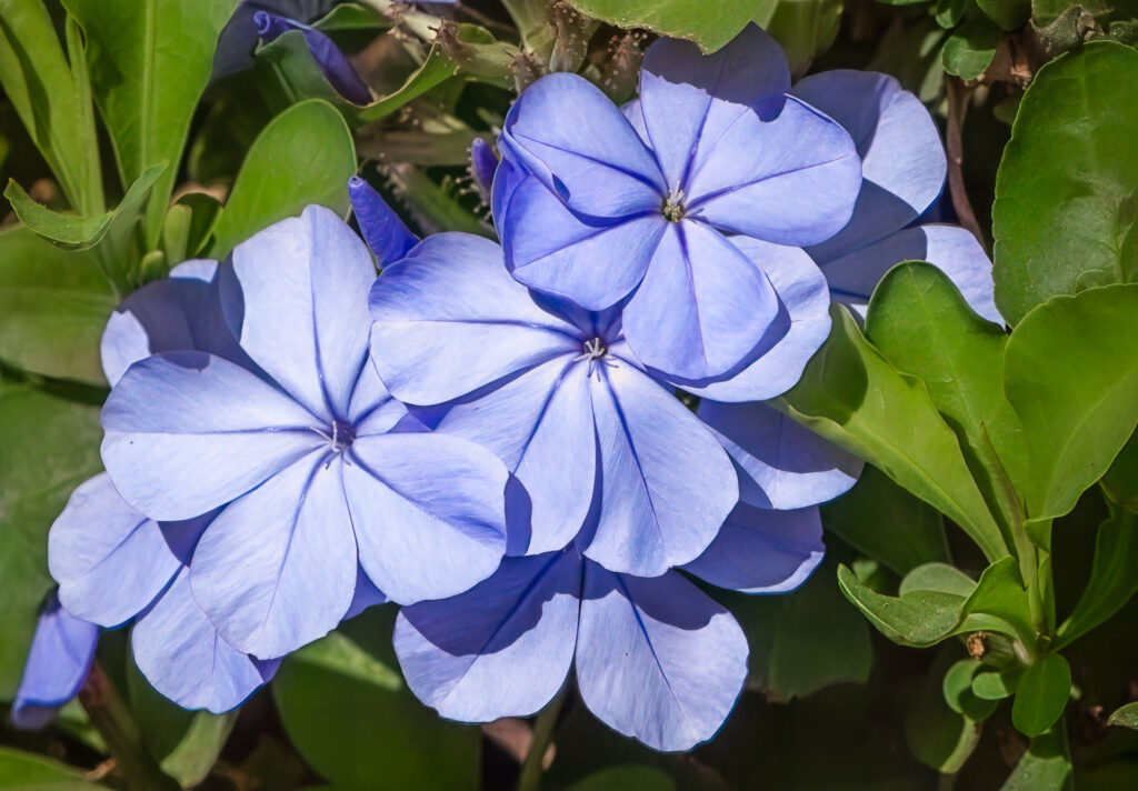 Blue Plumbago