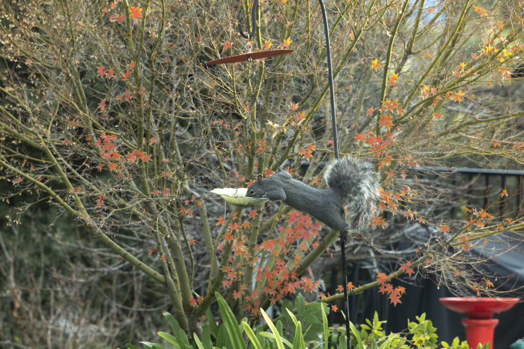 Squirrel