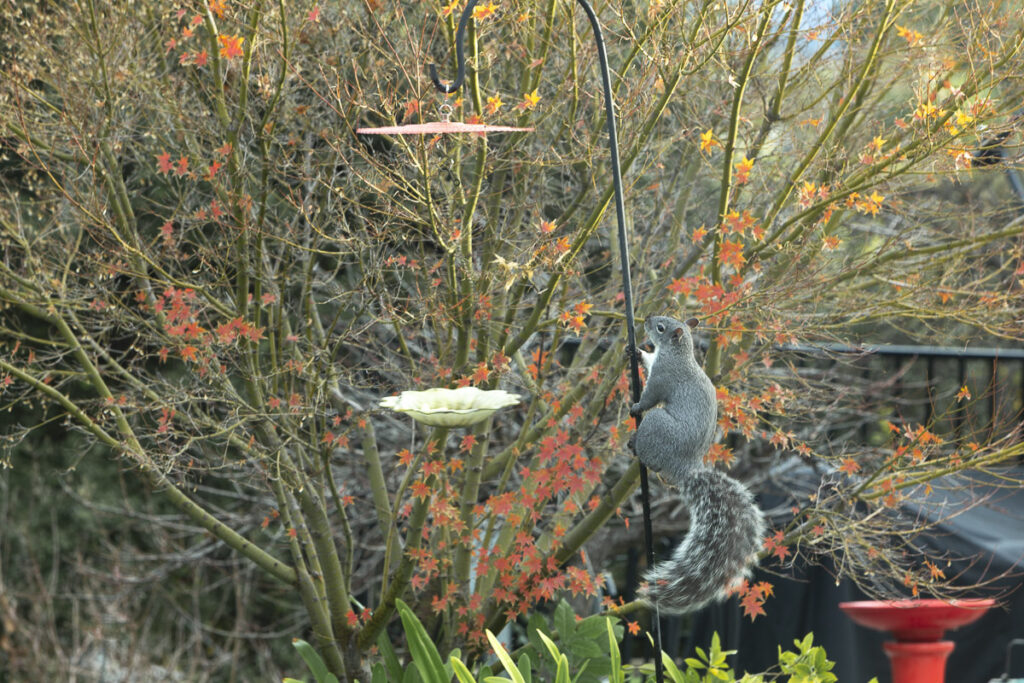 Squirrel