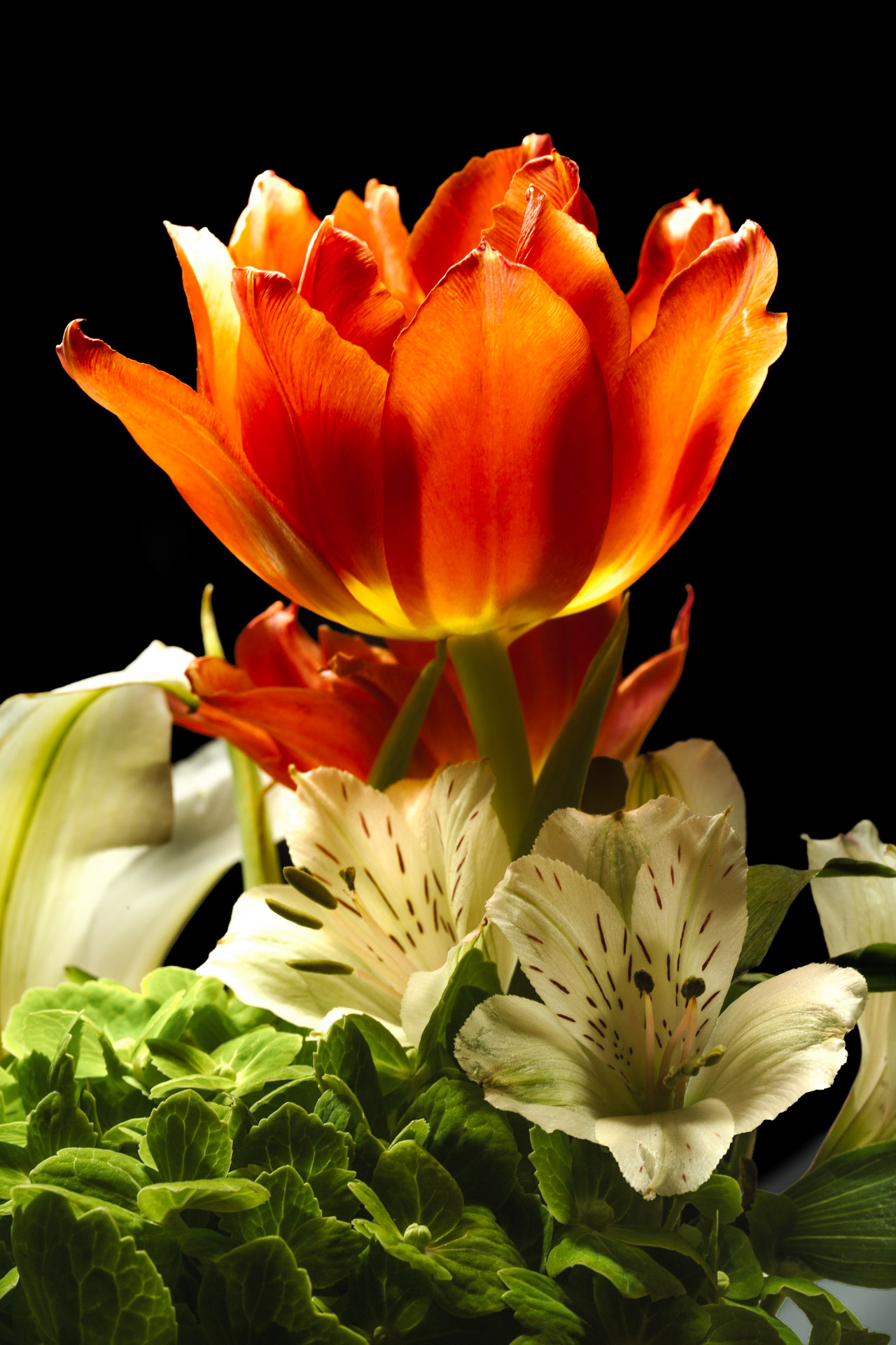 Parrot Tulip, Peruvian Lilies, Hydrangea