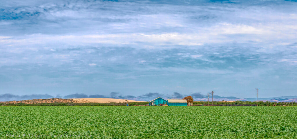 Celery Ranch