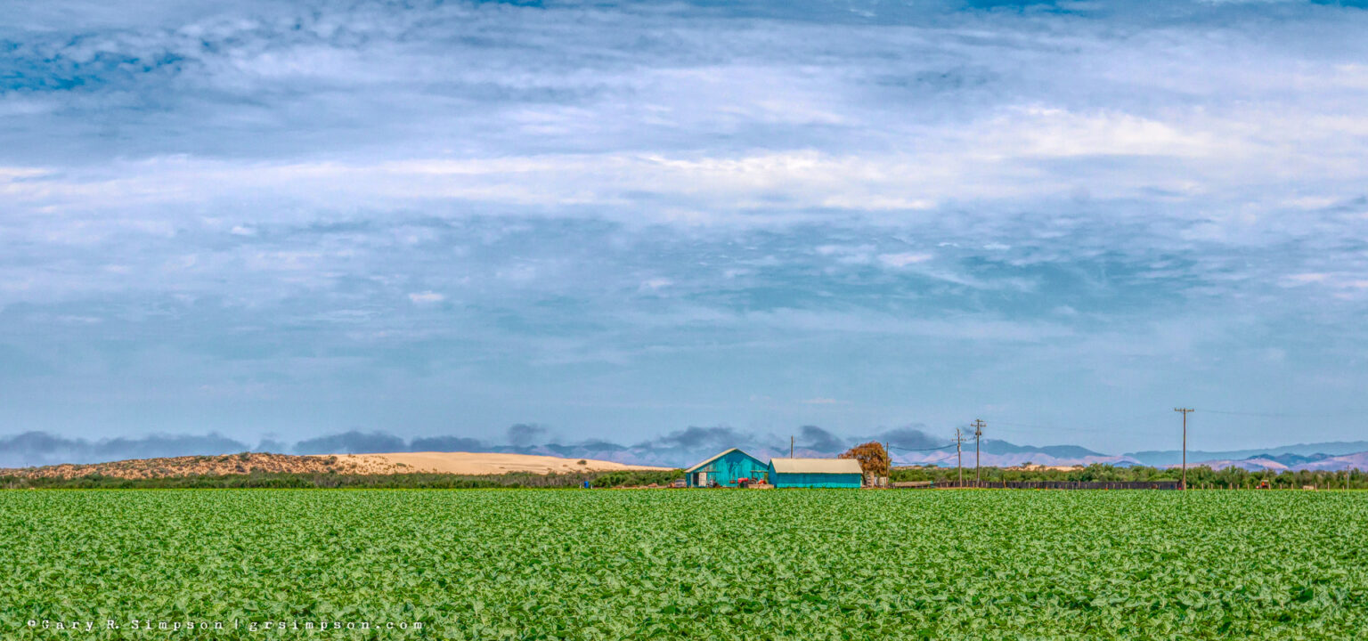 Celery Ranch