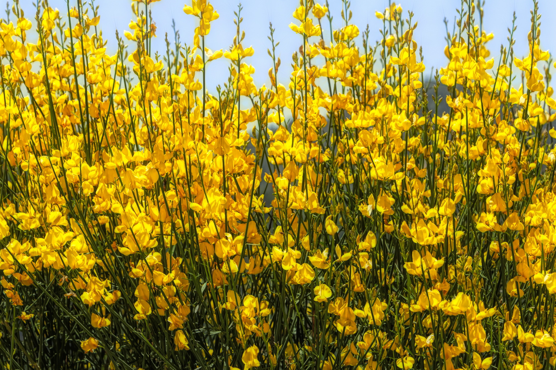Spanish Broom, Spartium junceum,