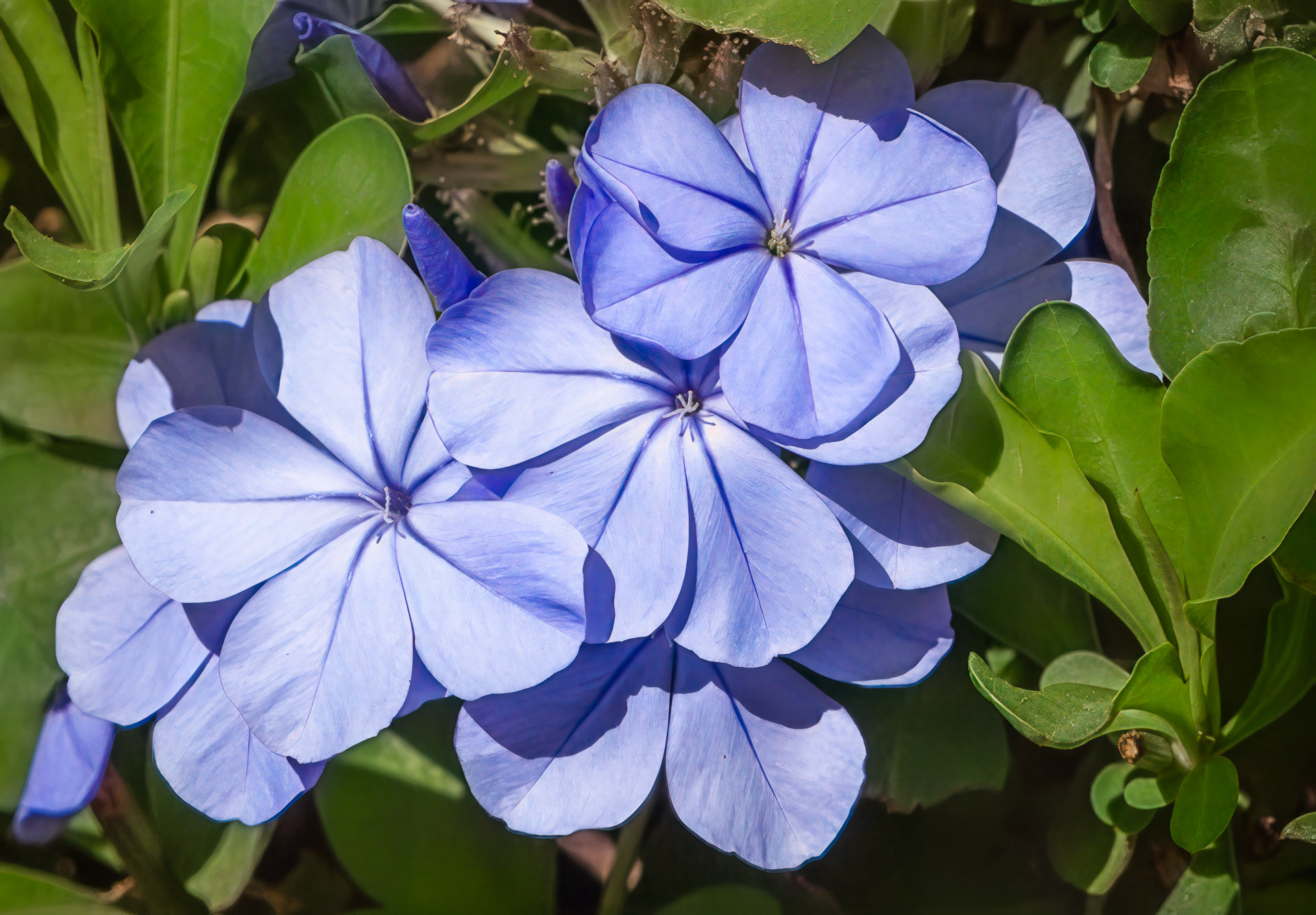 Blue Plumbago, Cape Leadwort, Plumbago auriculata
