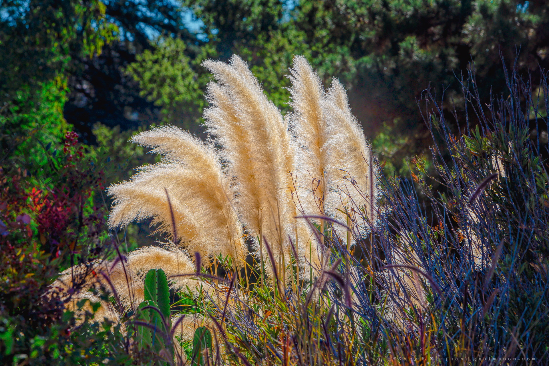 Foxtail Fountain Grass