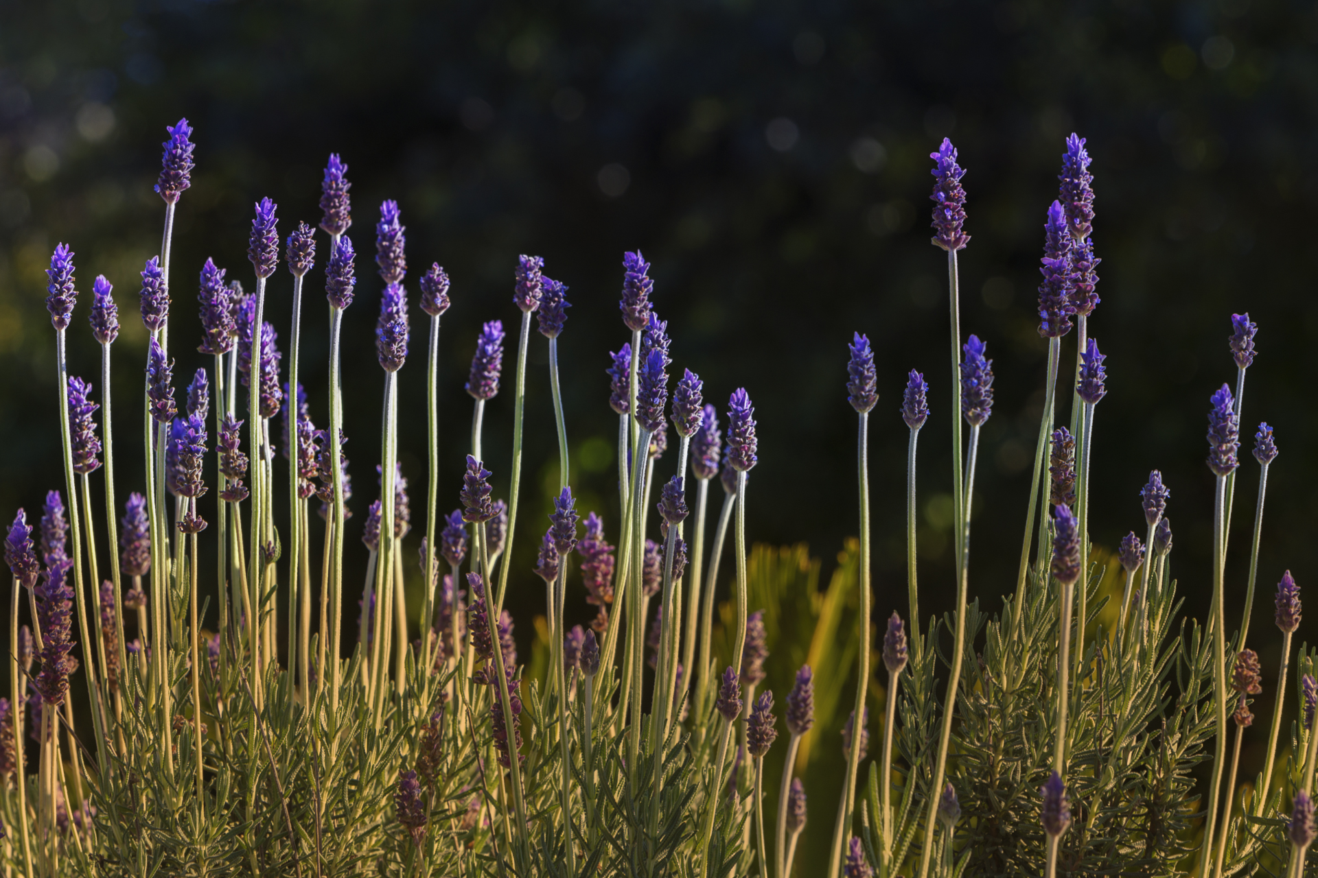 French Lavender, Lavandula dentata