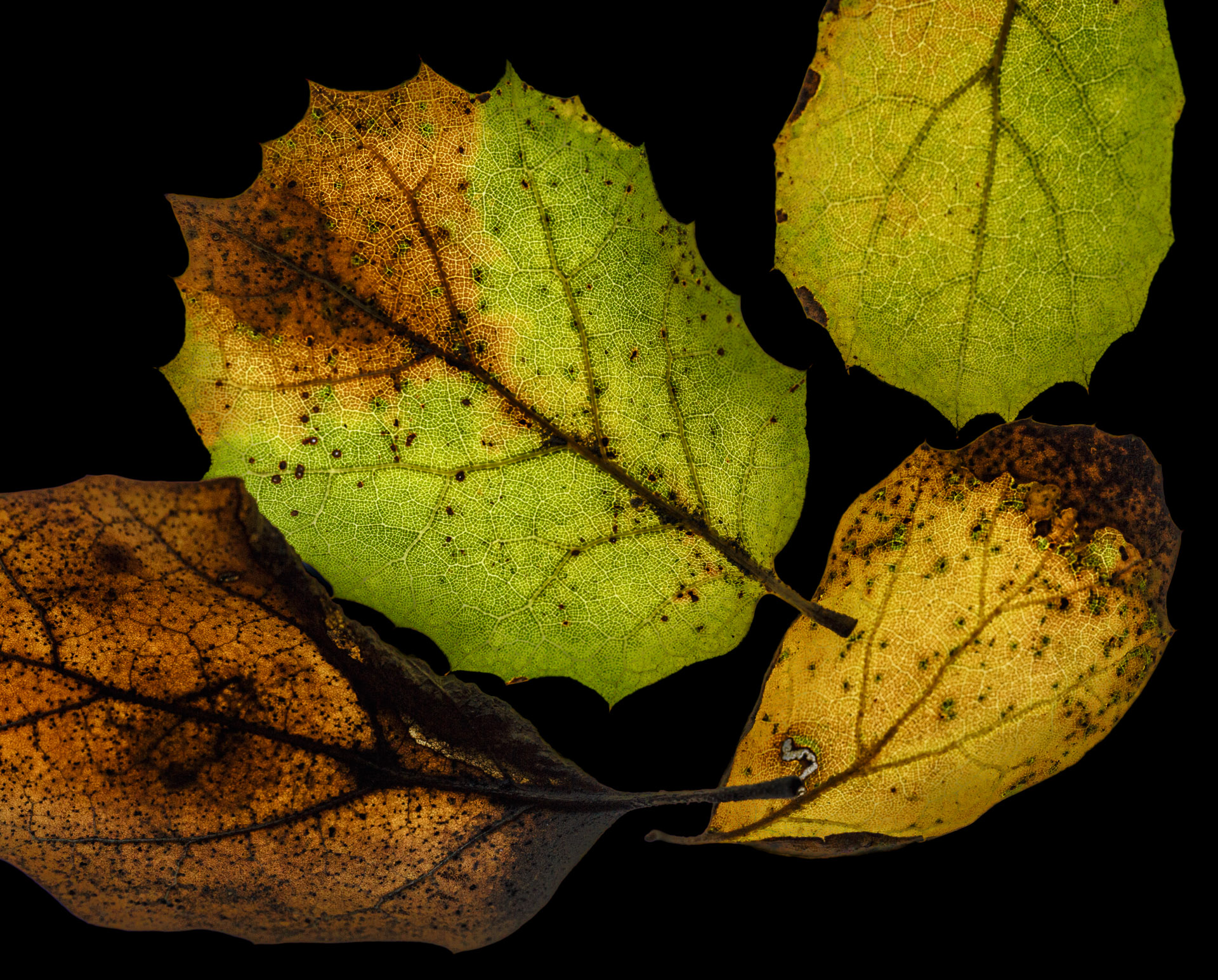 leaves