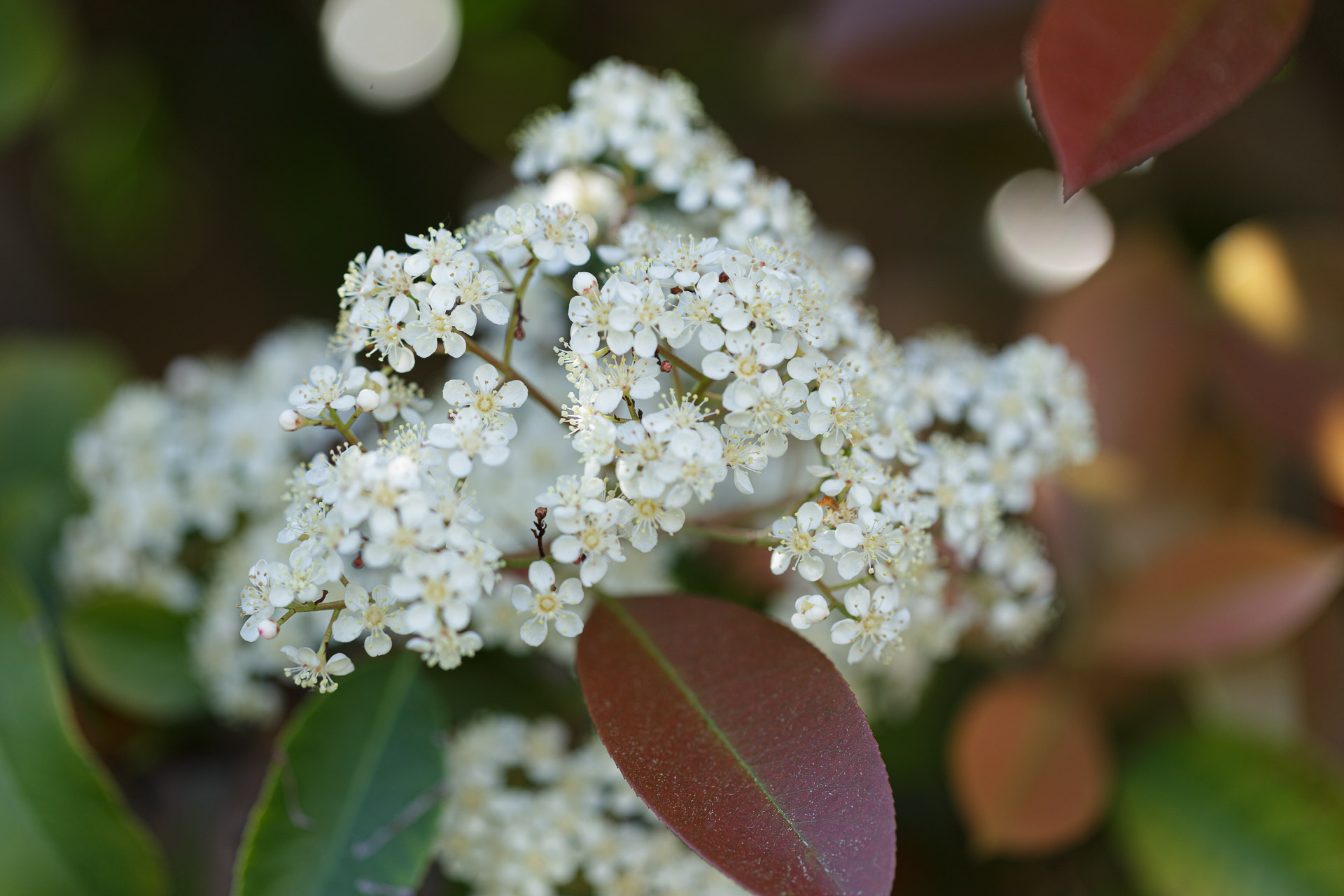 Photinia xfraseri, Red Tip Photinia,