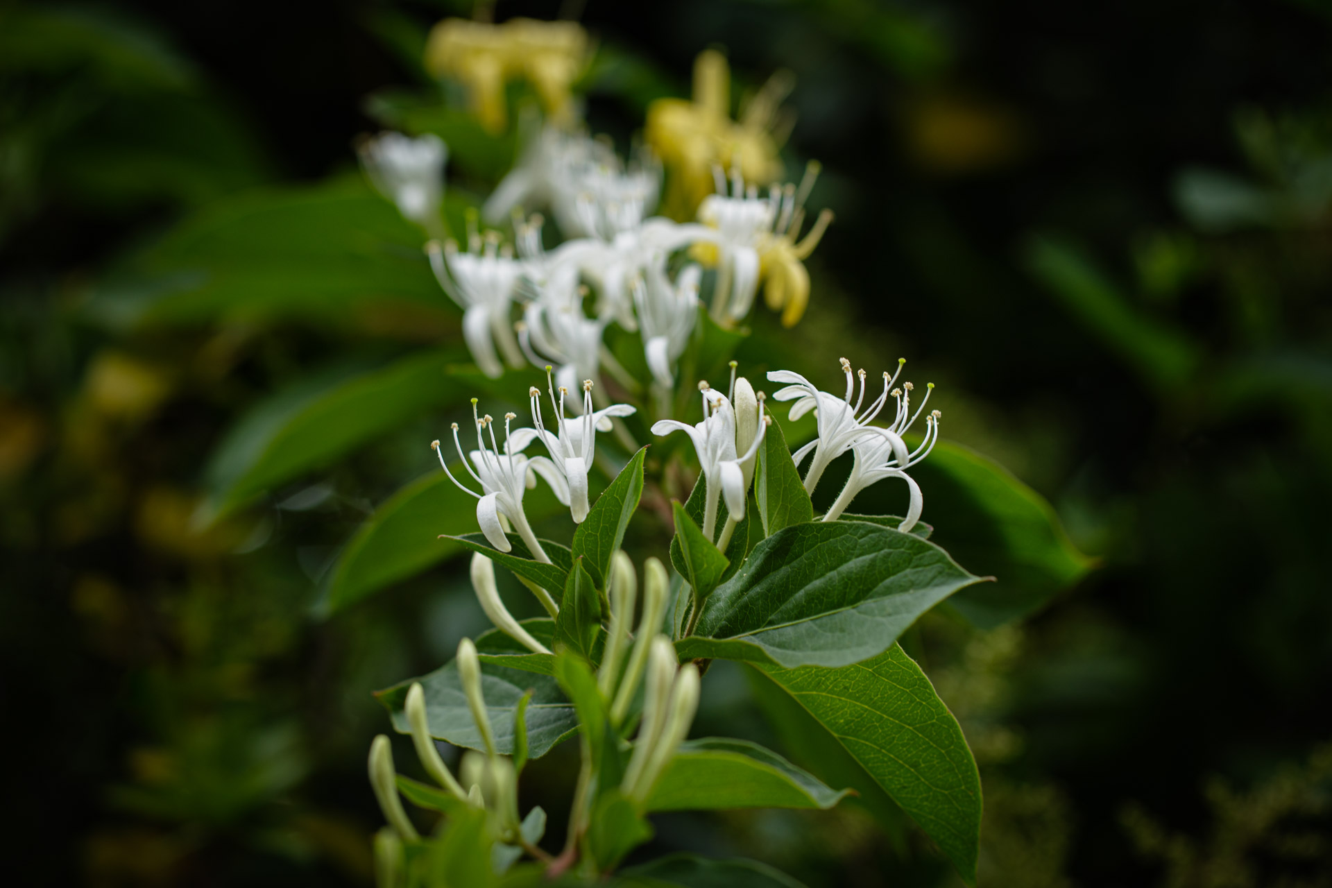 , Halliana, Japanese Honeysuckle, Lonicera japonica