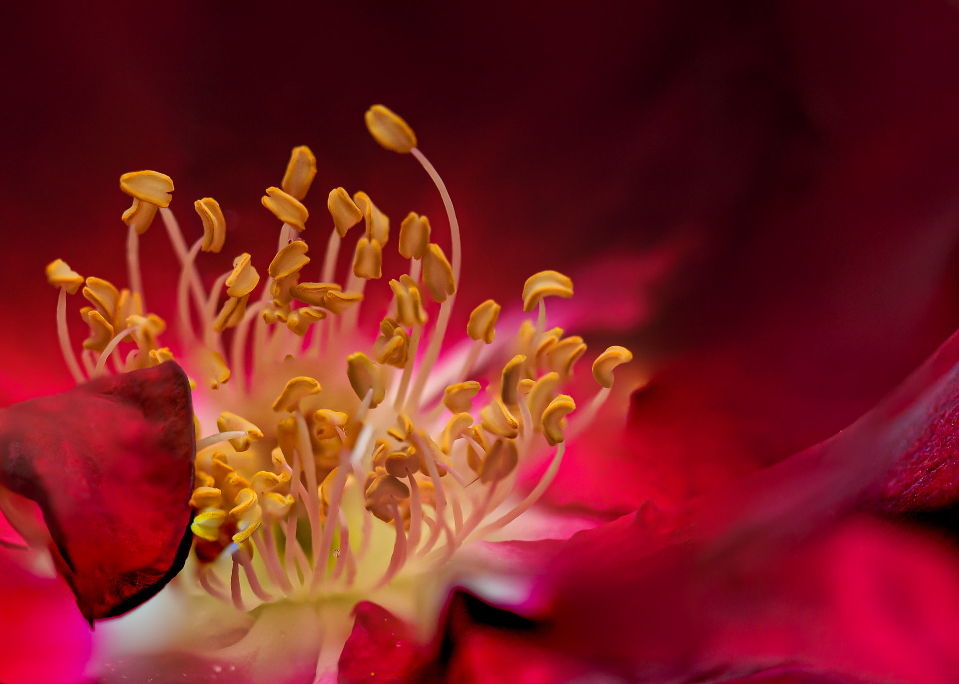 Red Rose Stamen