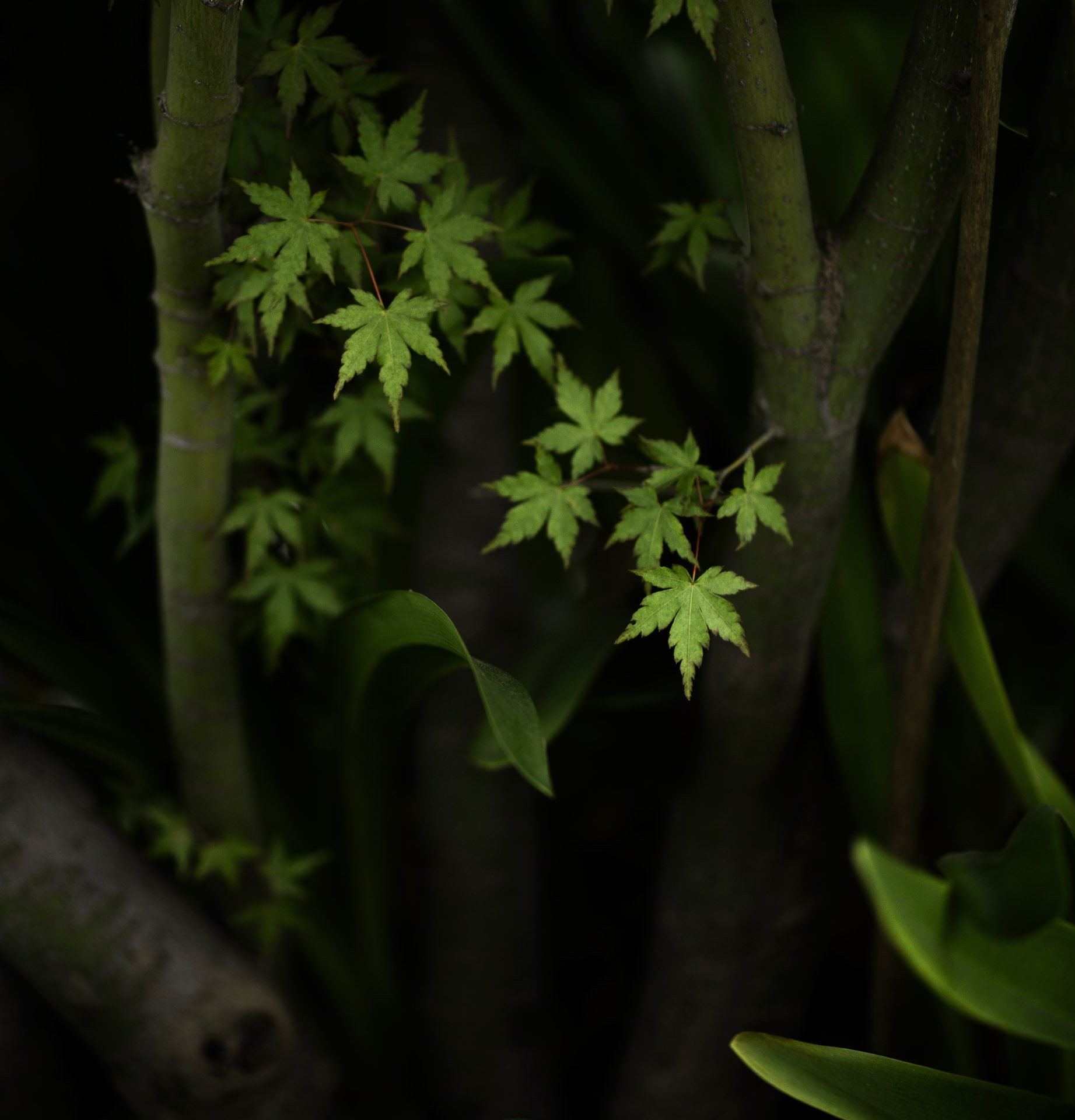 Acer palmatum, Japanese Maple,