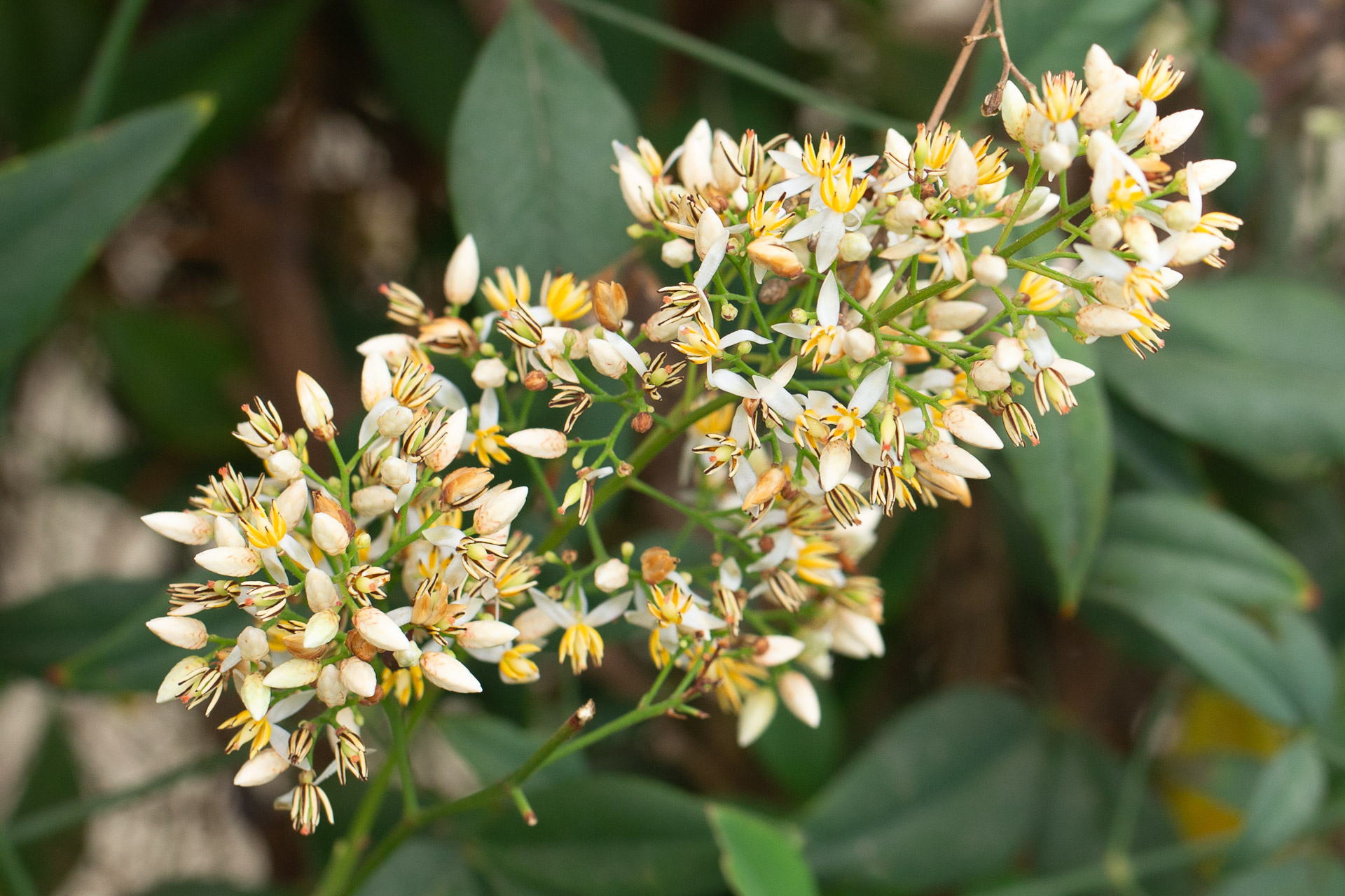Heavenly Bamboo, Nandina domestica,