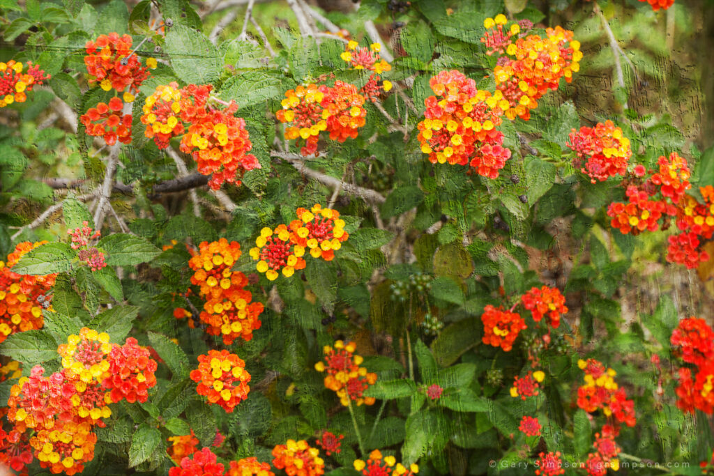 Lantana
