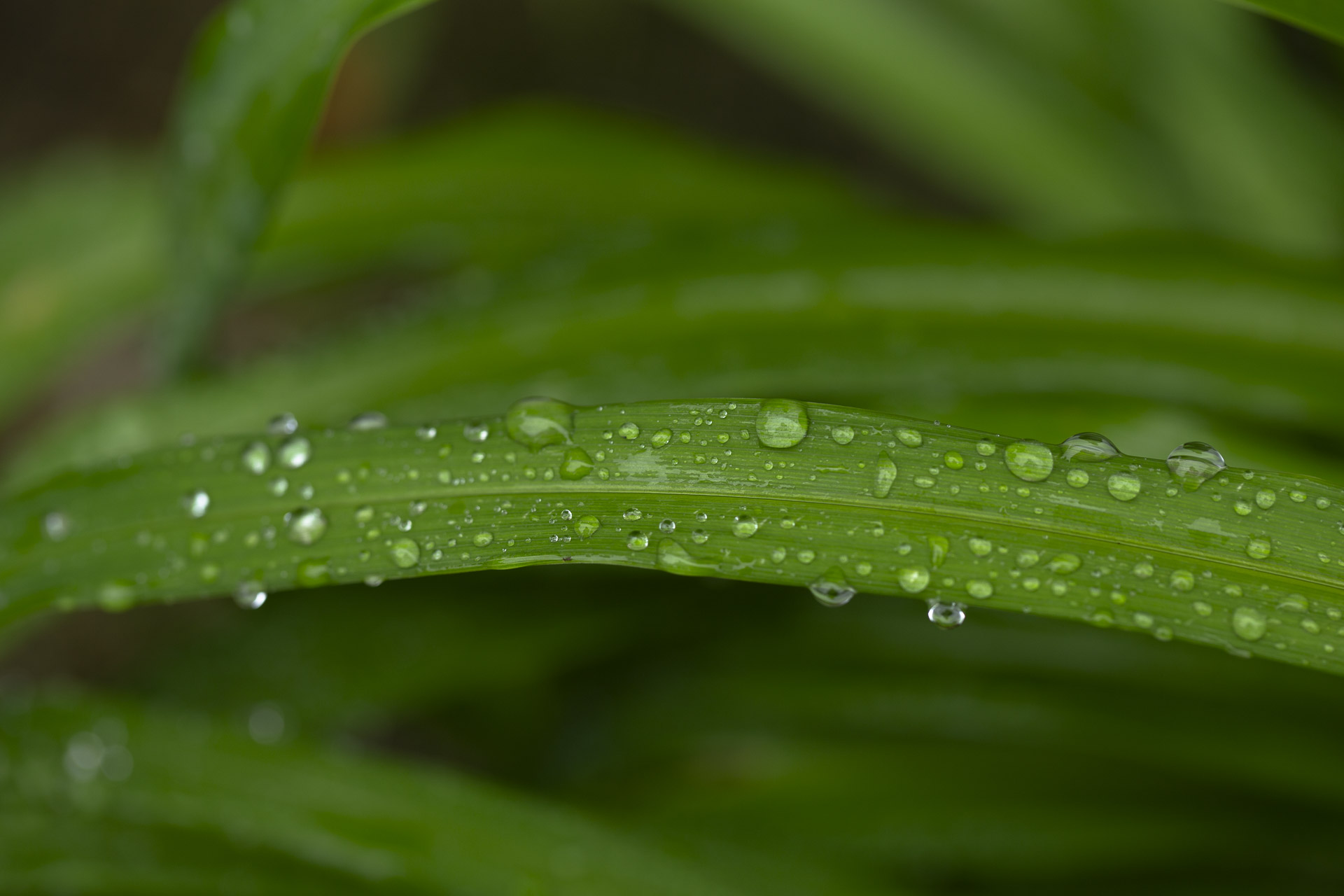 Liriope