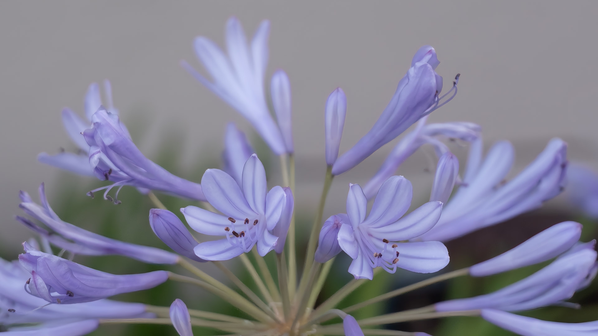 African Lily, Agapanthus, Flowers, Lily of the Nile,
