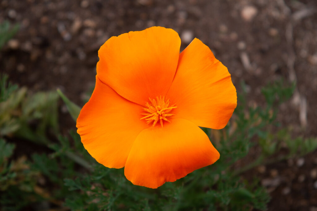 California Poppy