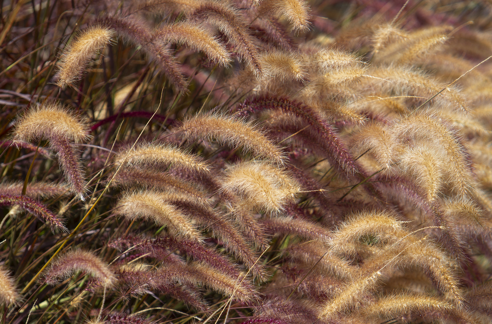 Purple Fountain Grass (Pennisetum setaceum "Rubrum")