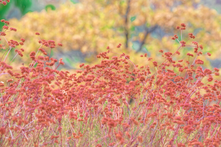 Dense clusters of reddish-pink wildflowers on thin stems, with softly blurred golden autumn foliage in the background.