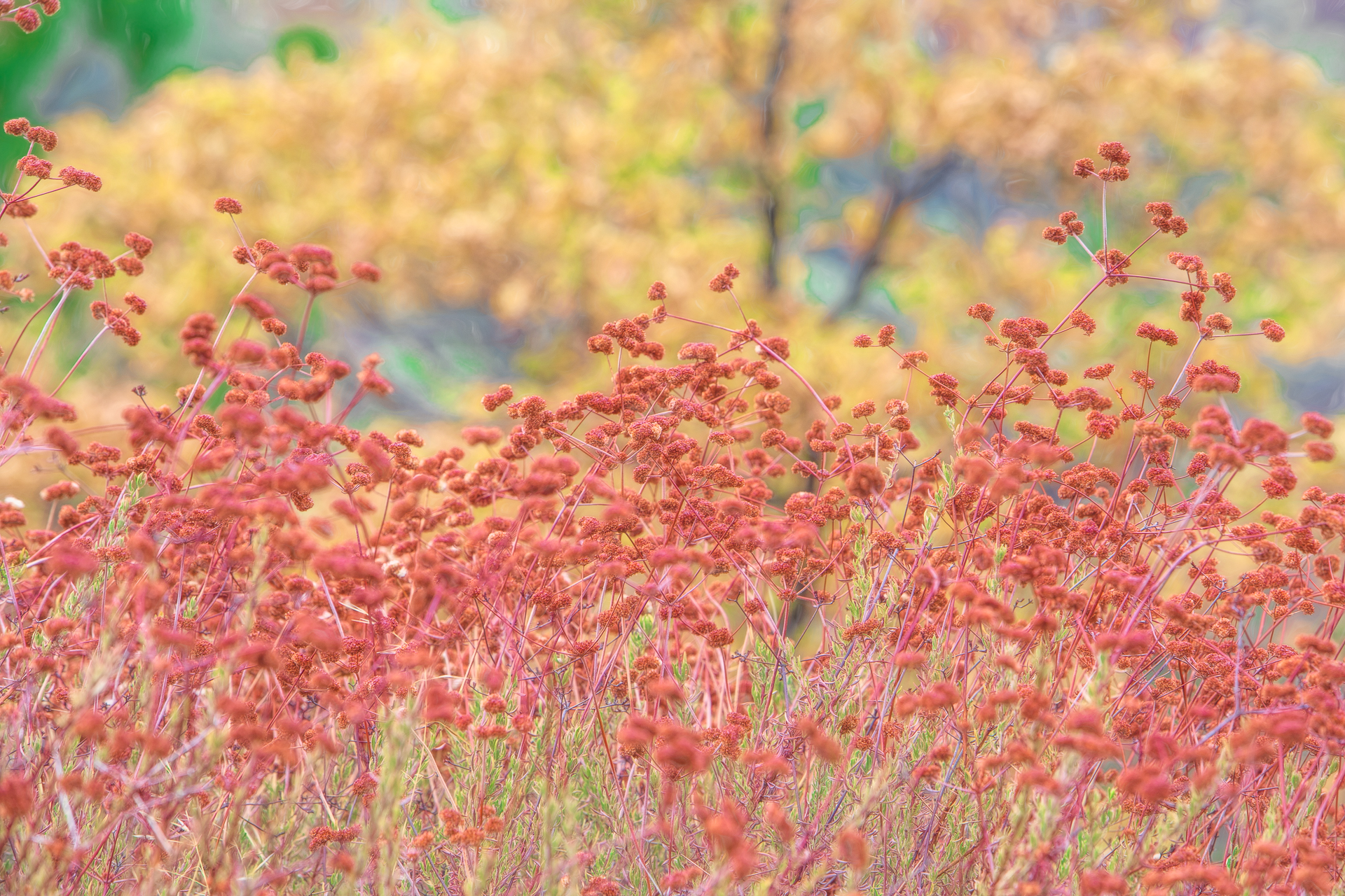 California Buckwheat (Eriogonum fasciculatum)