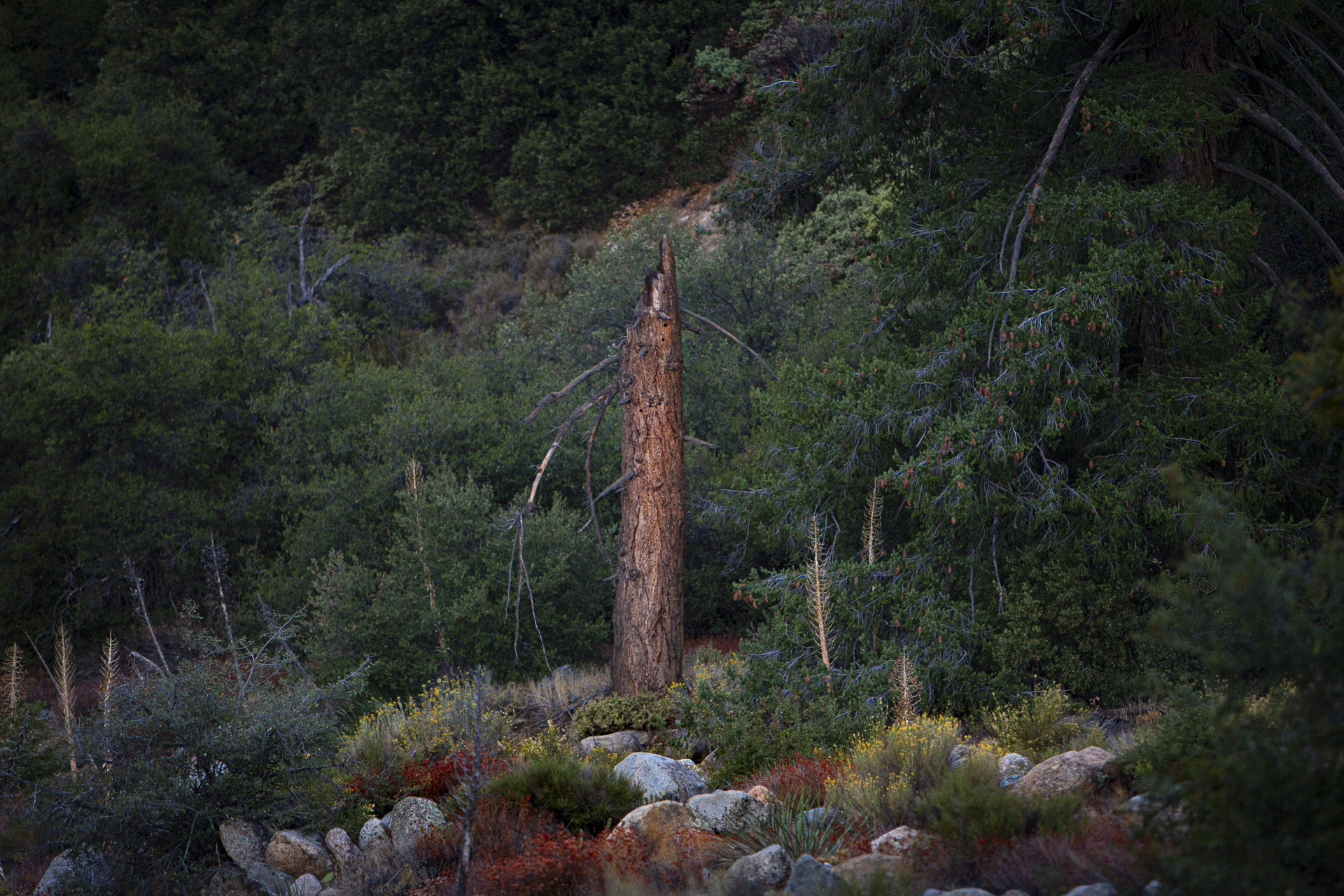 Lightning Struck Tree