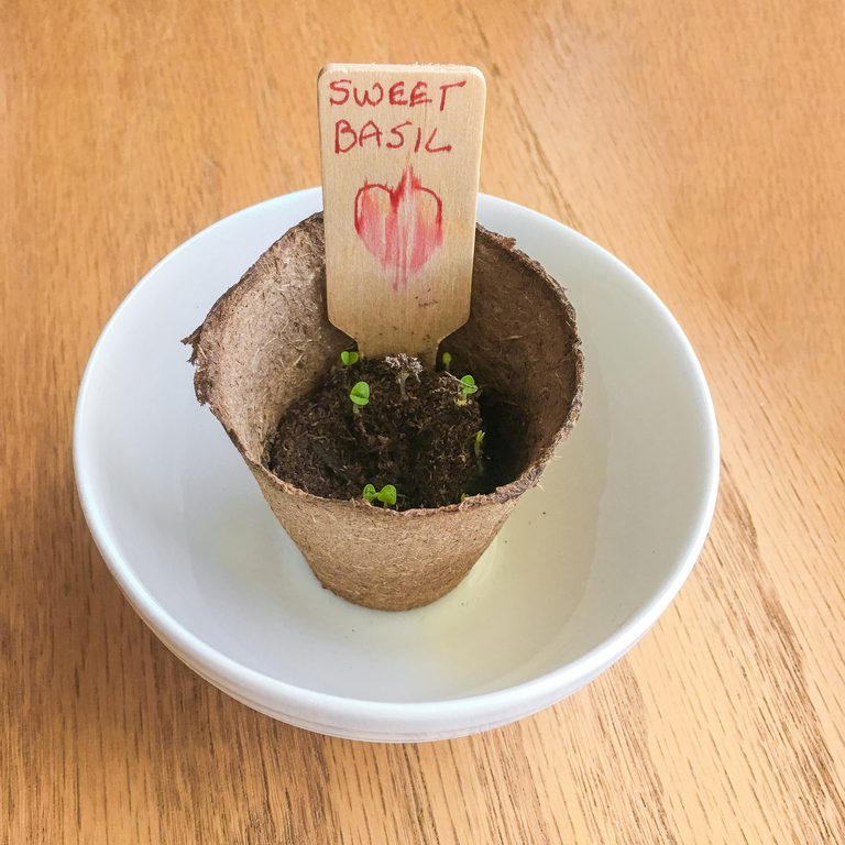New Basil