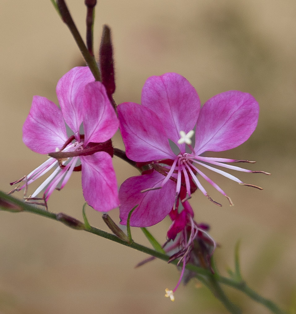 Wand Flowers
