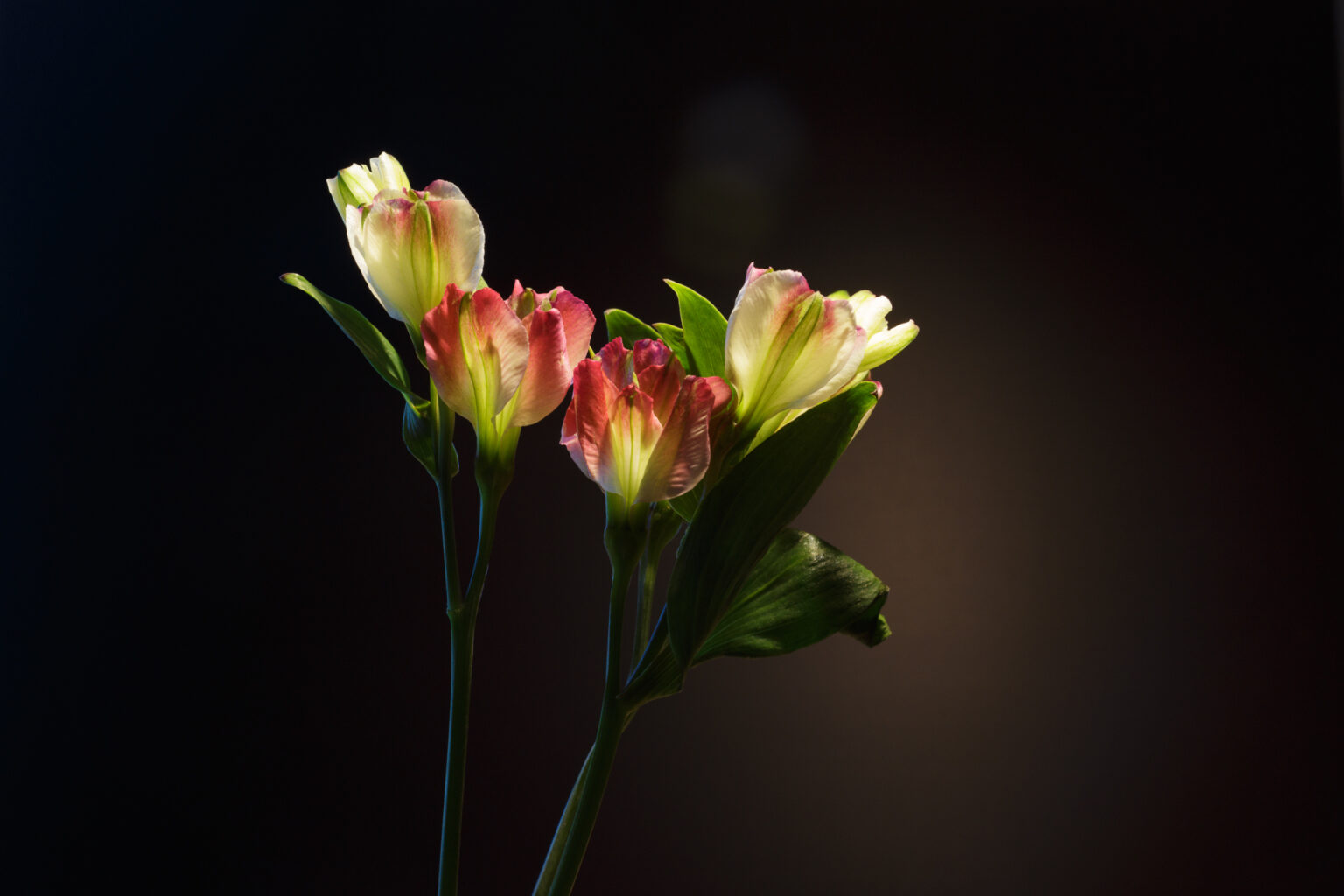 Peruvian Lily (Alstroemeria florinca)