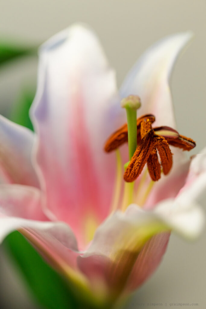 Stargazer Lily (Lilium 'Stargazer")