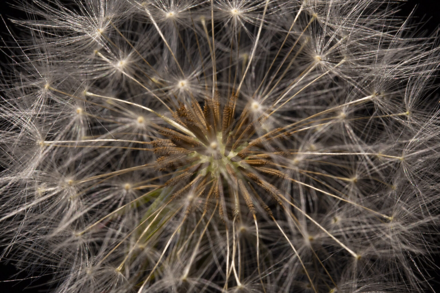 Dandelion seedhead