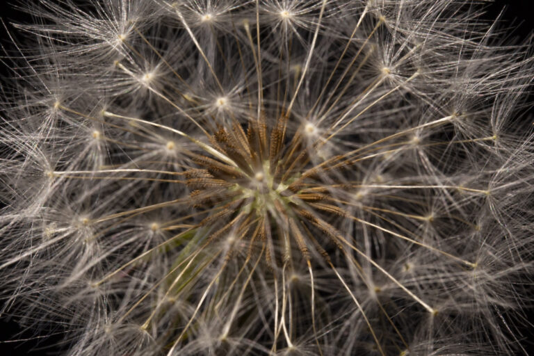 Dandelion seedhead