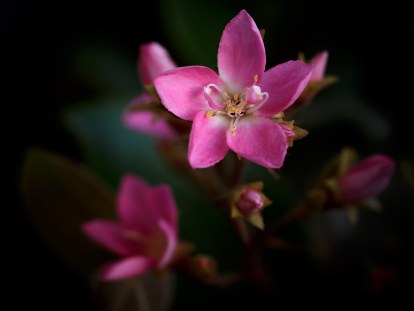 Indian hawthorn (Rhaphiolepis indica)