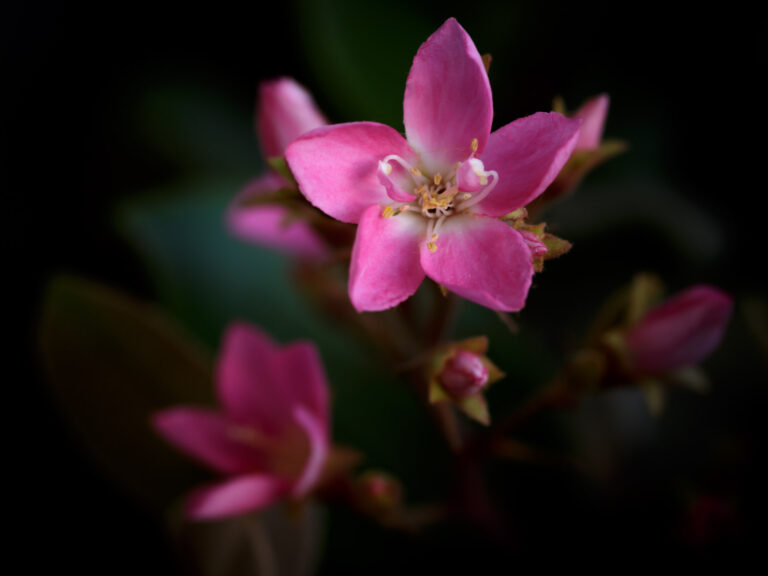Indian hawthorn (Rhaphiolepis indica)