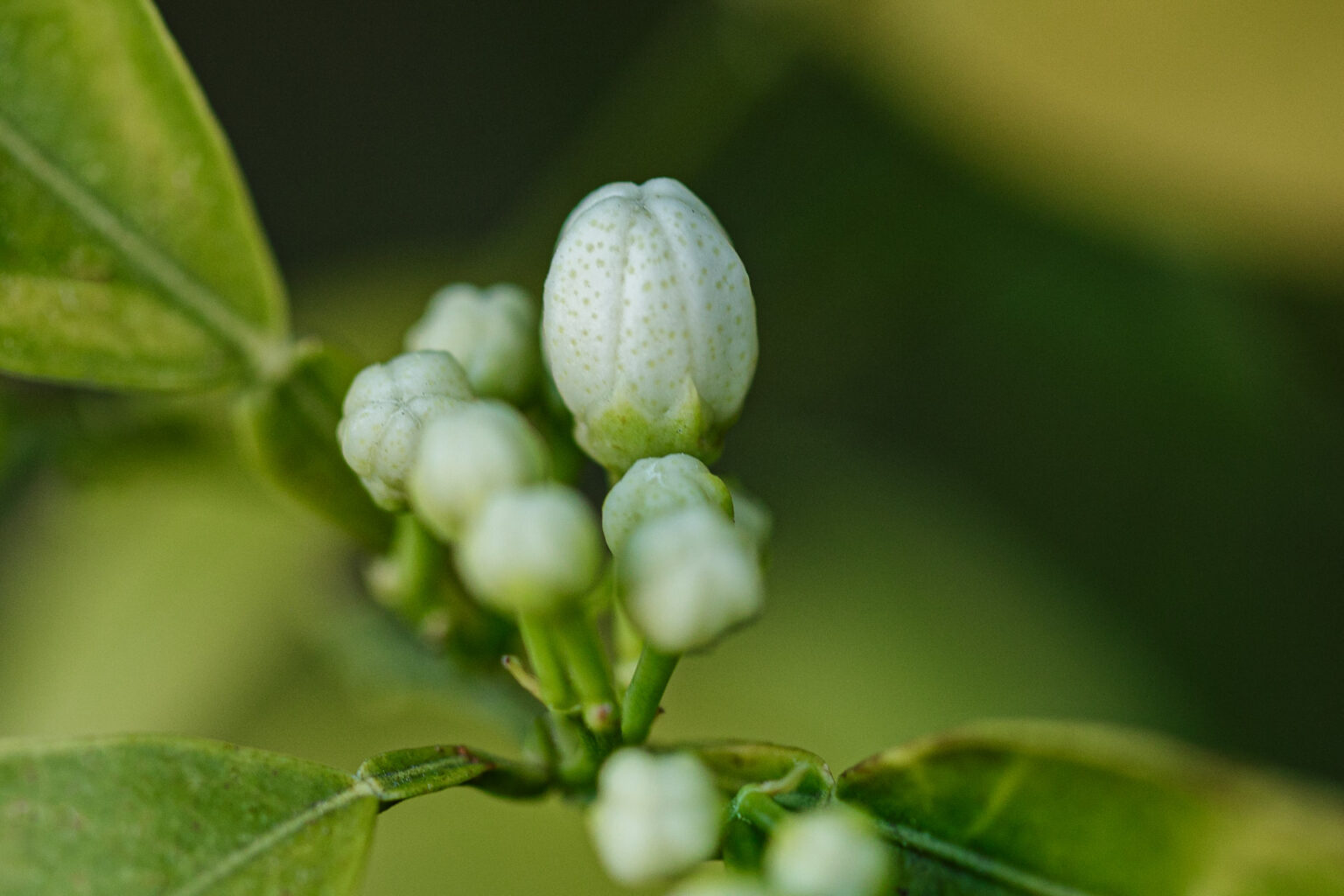 Orange Flower Buds