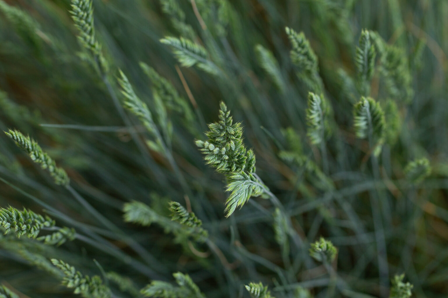 Dactylis glomerata, Orchard Grass