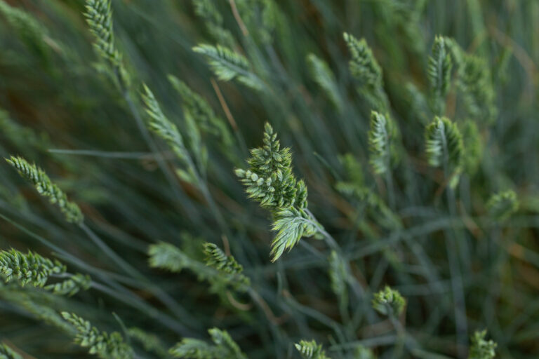 Dactylis glomerata, Orchard Grass
