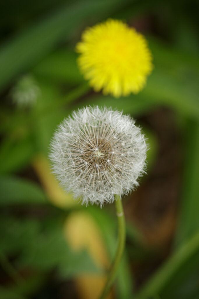 Dandelion (Taraxacum officinale)