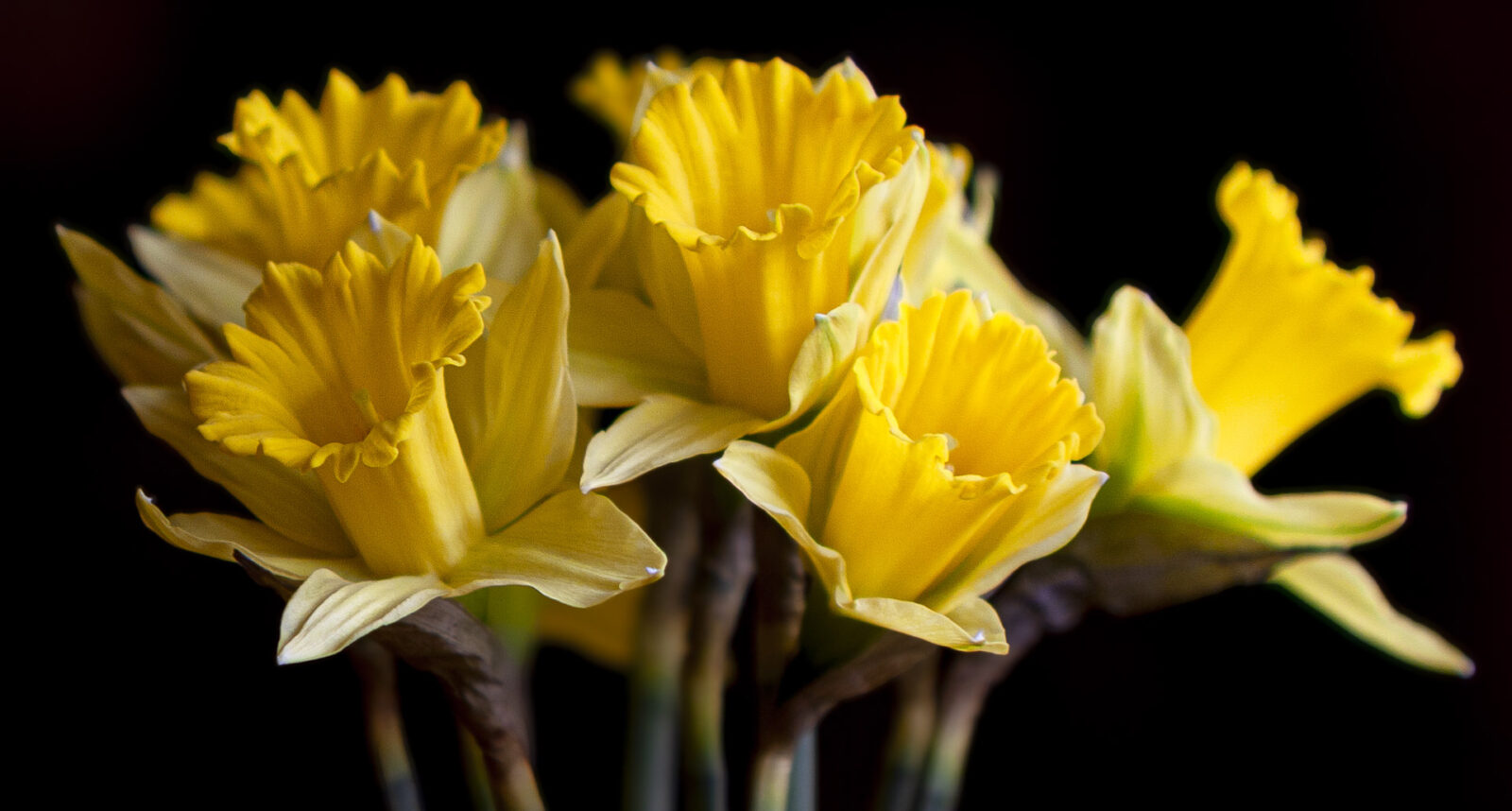 Daffodils