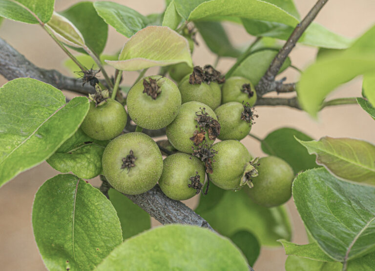 Asian Pear (Pyrus pyrifolia)