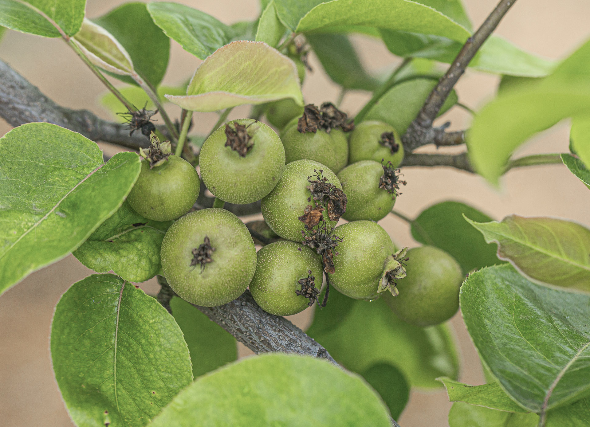 Asian Pear (Pyrus pyrifolia)
