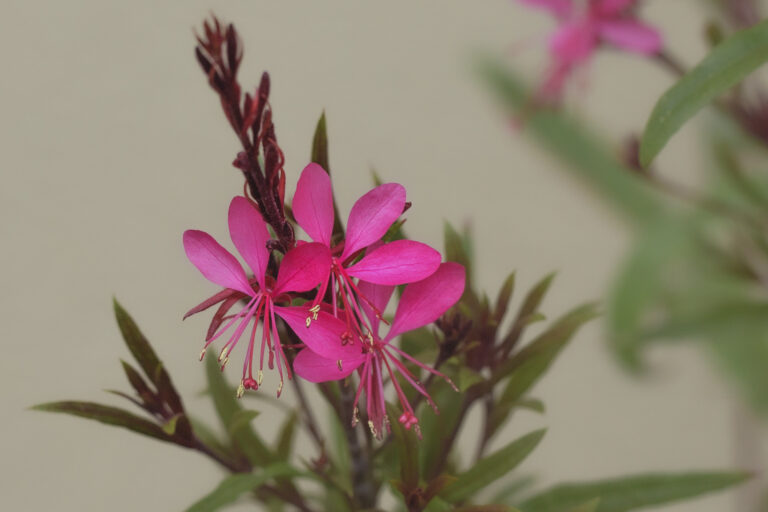 Oenothera lindheimeri, Pink Guara/Pink Wand Flower