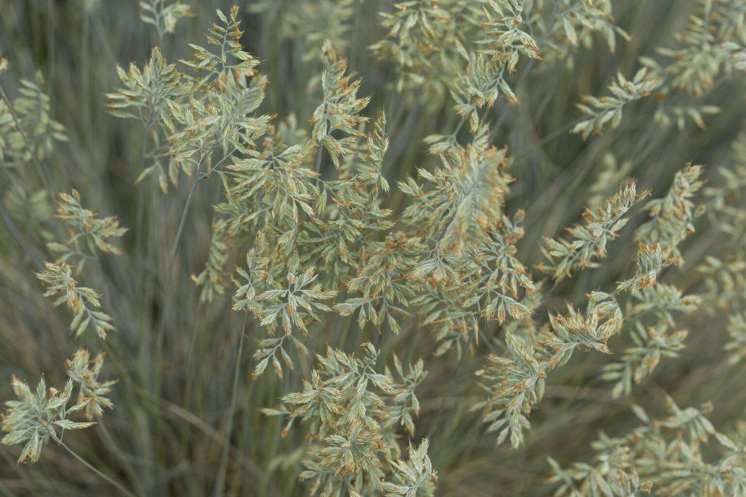 Blue Fescue (Festuca glauca)